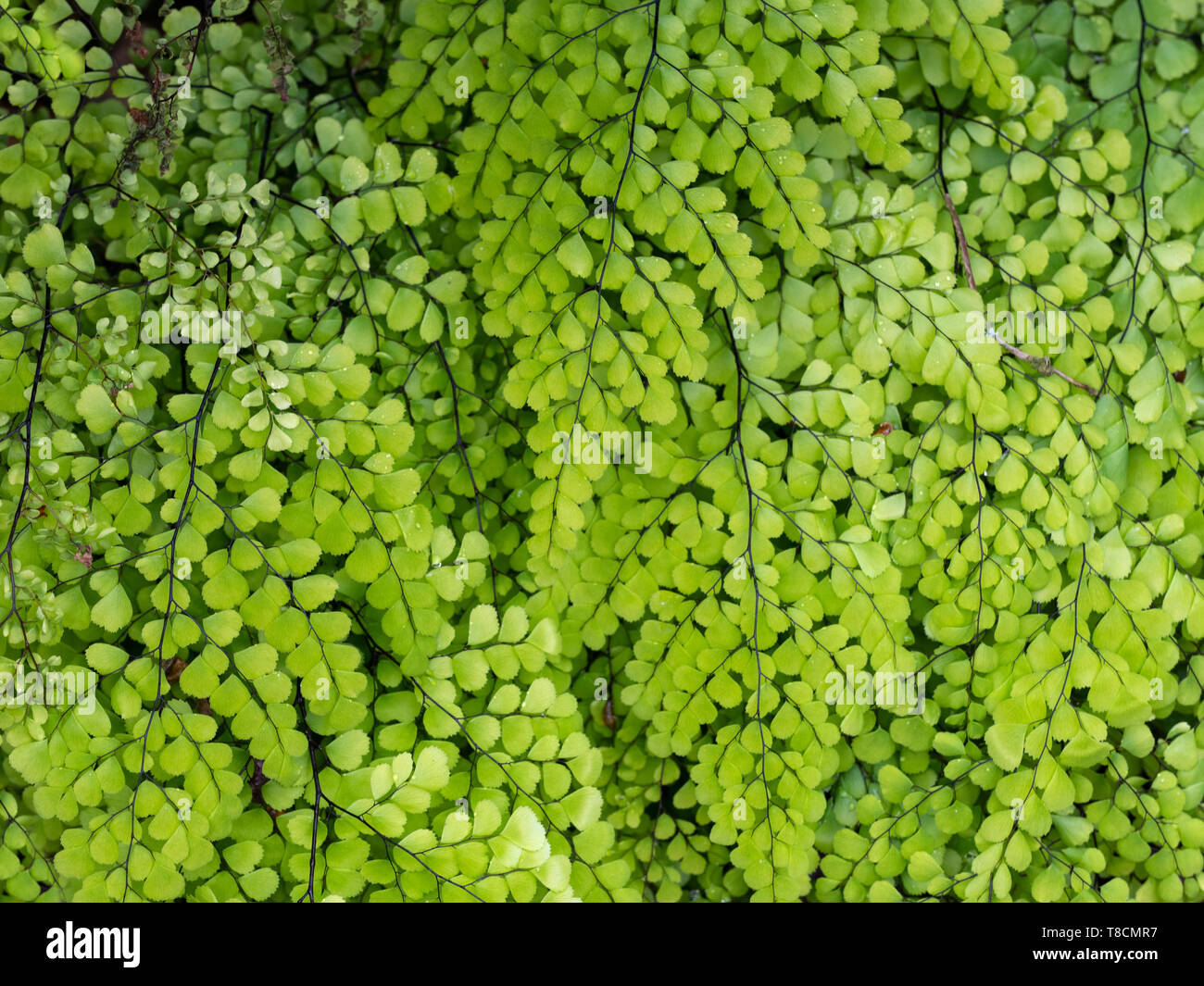 Himalayan maidenhair fern Adiantum venustum Stockfoto