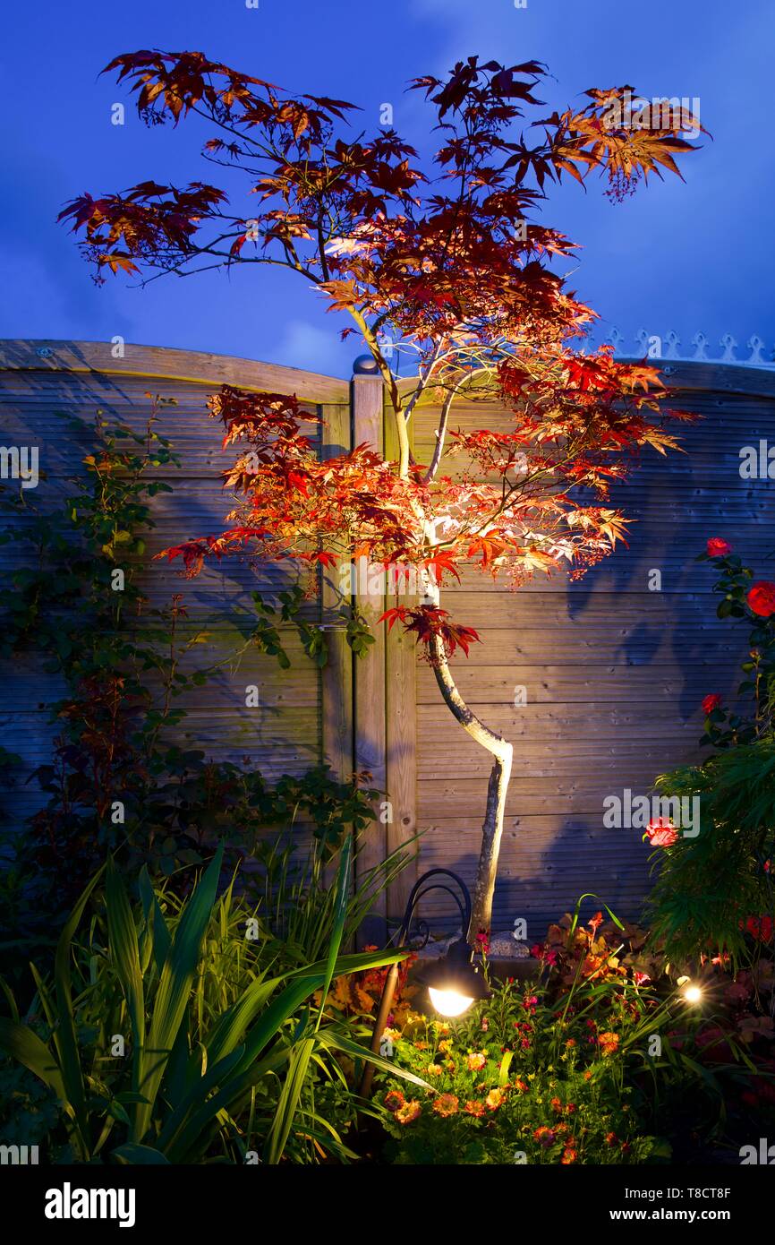 Japanischer Ahorn (Acer palmatum) durch Garten Leuchten Stockfotografie -  Alamy