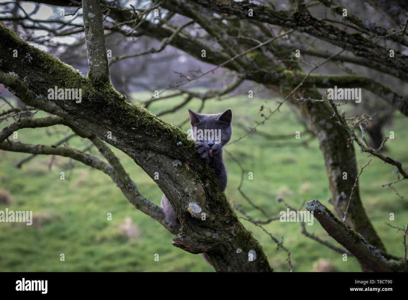 Katze leckt seine sich selbst Stockfoto