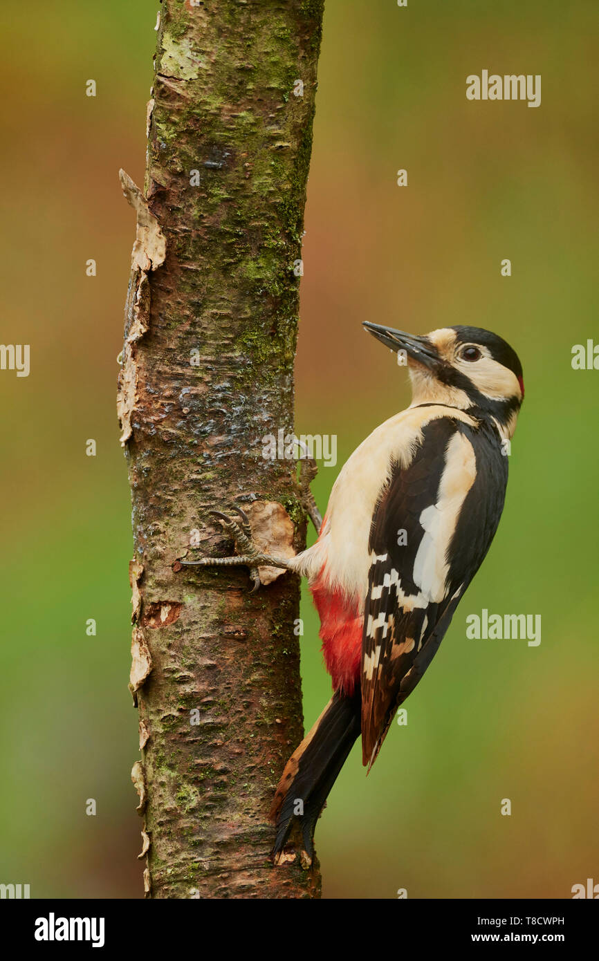 Männliche große Specht, Dendrocopos major, Dumfries und Galloway, Schottland, UK gesichtet Stockfoto