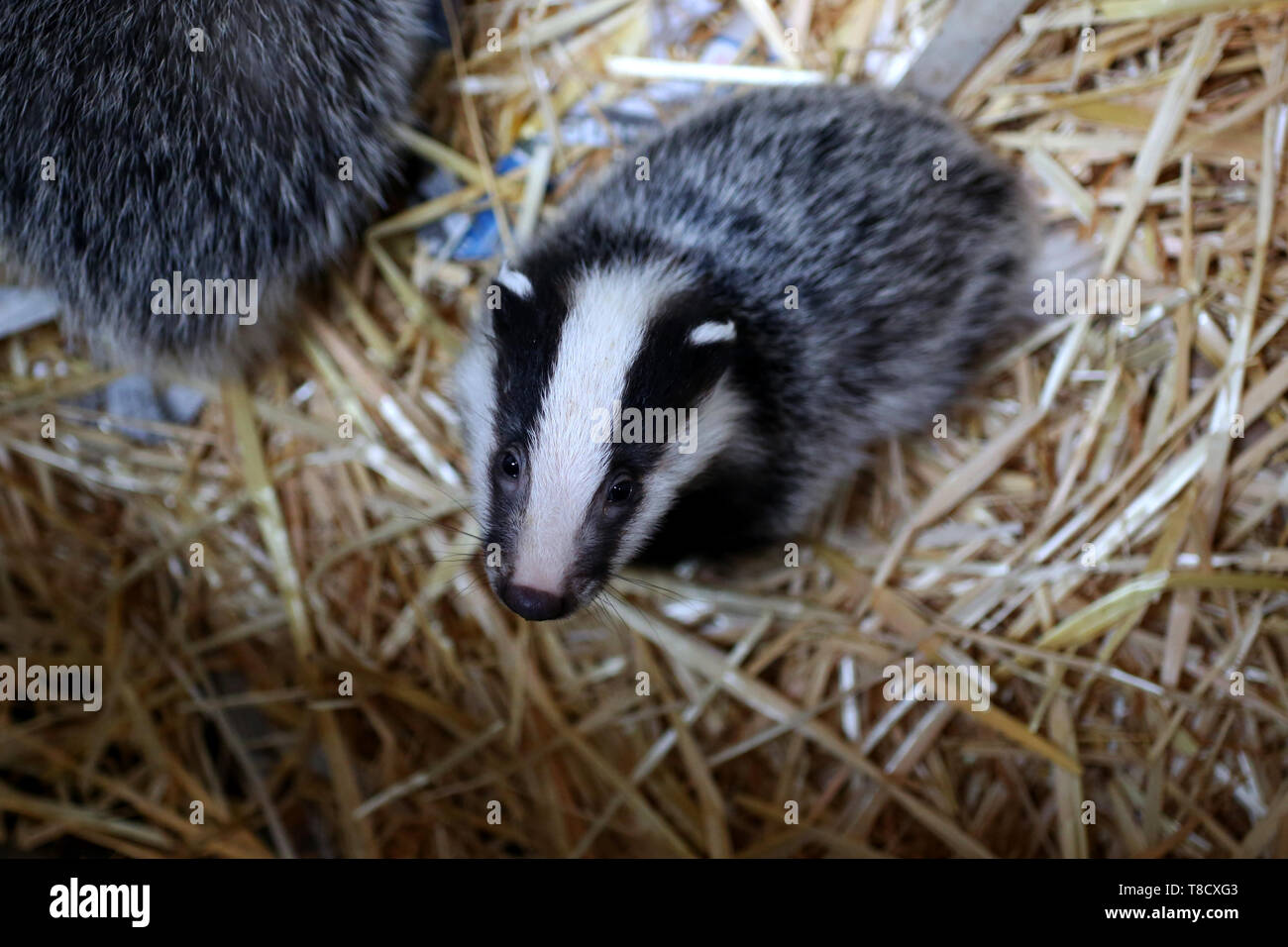 Baby Tiere dargestellt an Brent Lodge Tier Zentrum in West Sussex, UK. Stockfoto