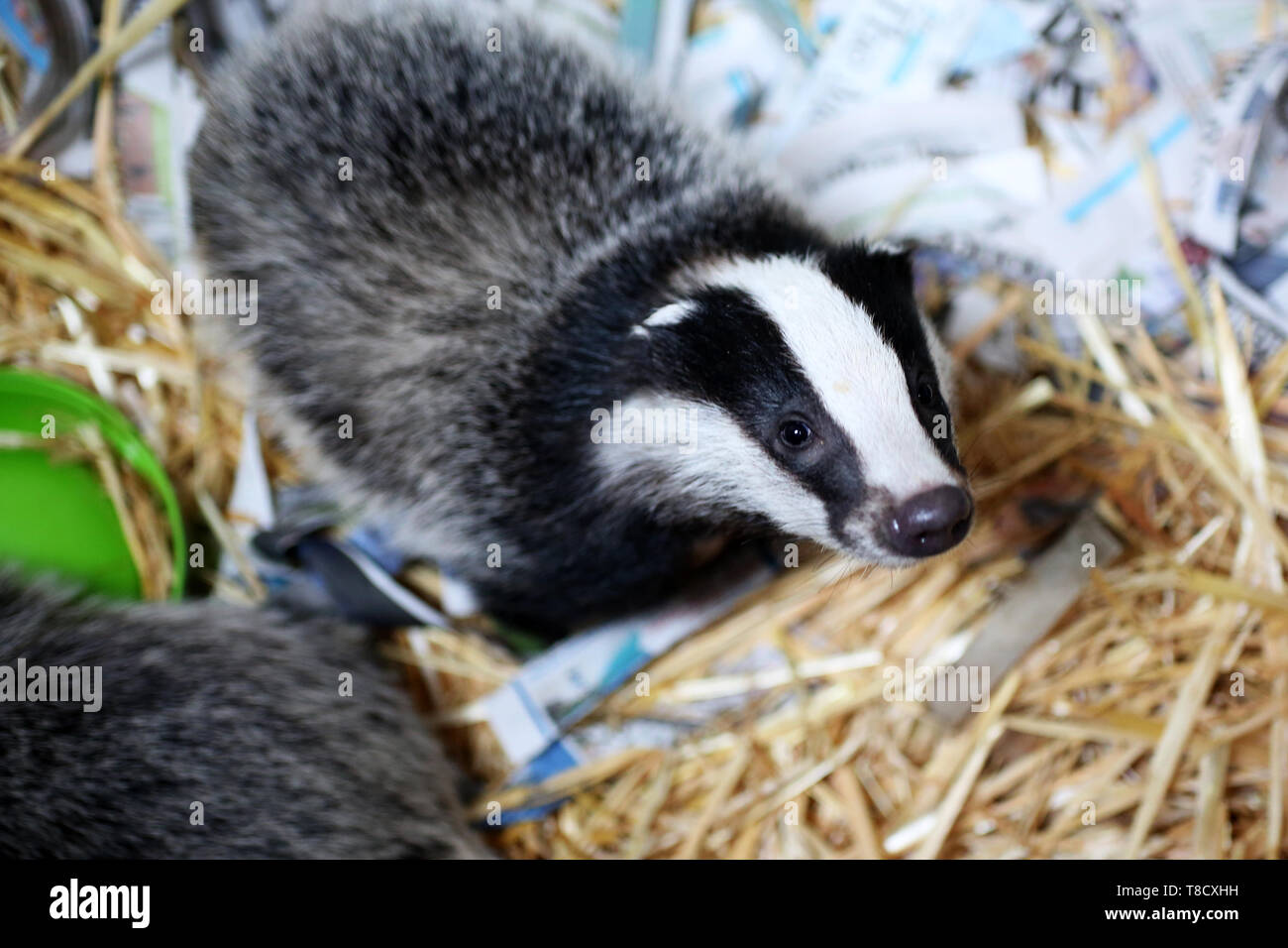 Baby Tiere dargestellt an Brent Lodge Tier Zentrum in West Sussex, UK. Stockfoto