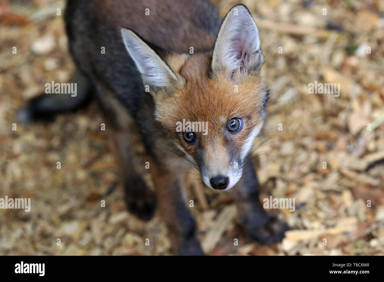 Baby Tiere dargestellt an Brent Lodge Tier Zentrum in West Sussex, UK. Stockfoto