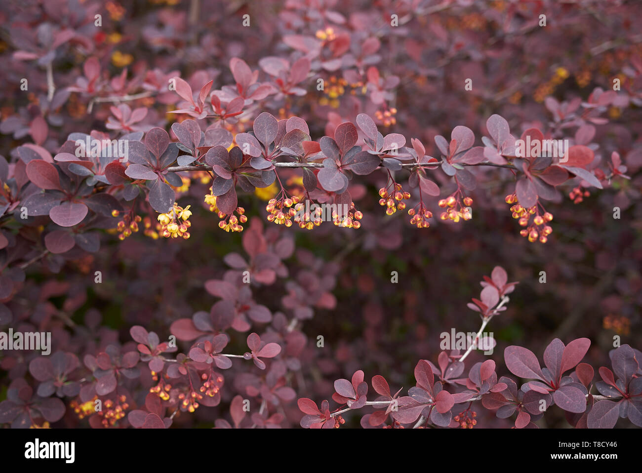 Berberis thunbergii atropurpurea Strauch Stockfoto