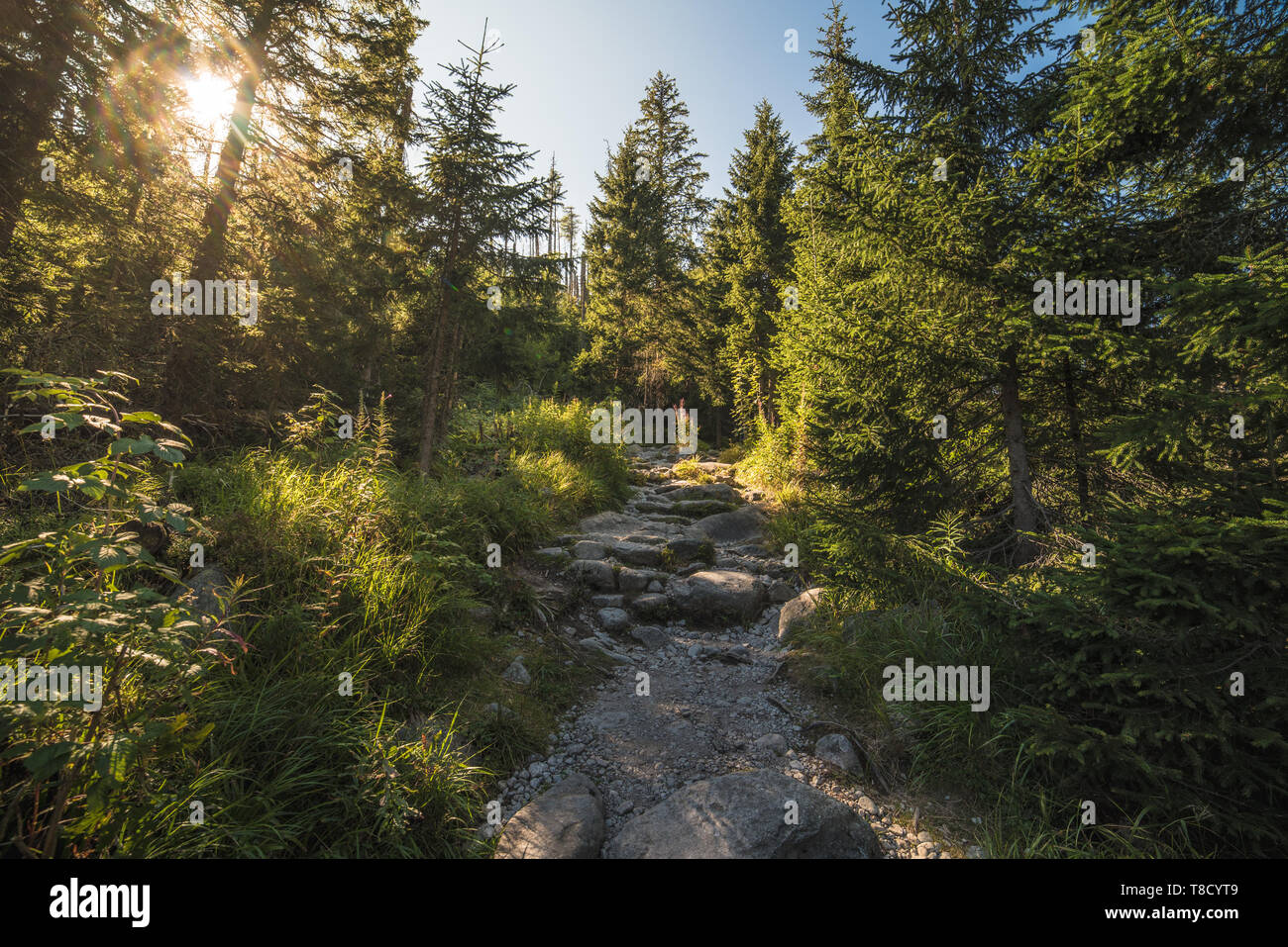 Wanderweg im Wald mit Sonne scheint durch die Bäume Stockfoto