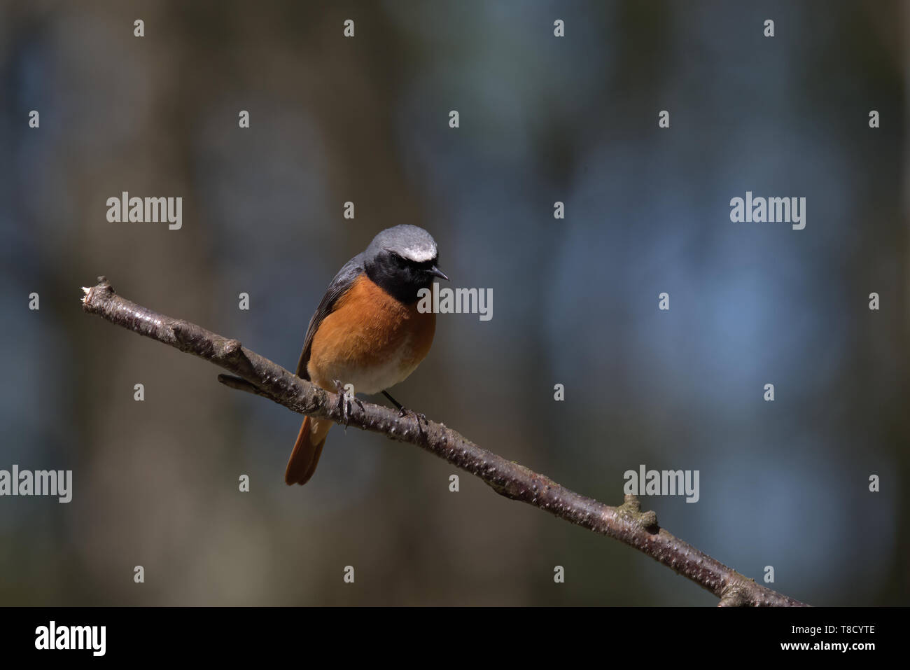 Common Redstart ist ein Sommer Besucher auf der Peak District Stockfoto