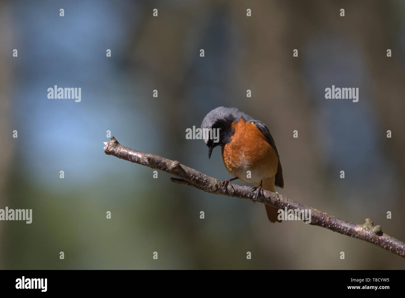 Common Redstart ist ein Sommer Besucher auf der Peak District Stockfoto