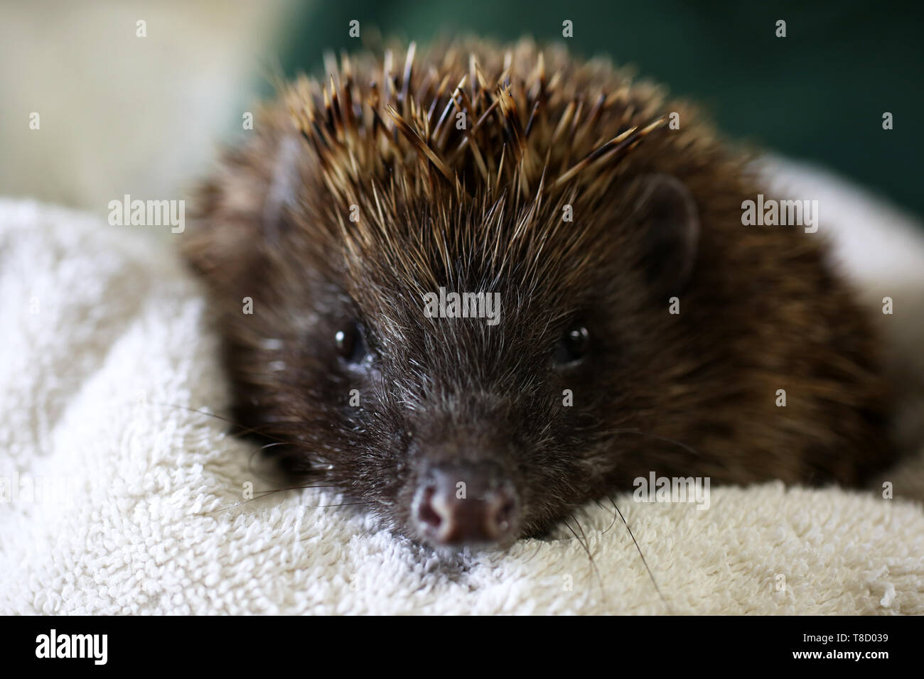 Igel auf dem Bild Brent Lodge Animal Hospital in der Nähe von Chichester, West Sussex, UK. Stockfoto