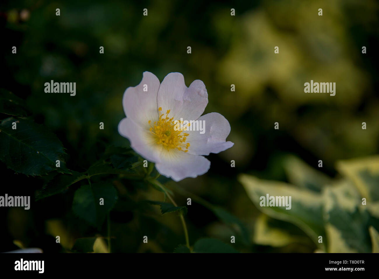 Wilde weiße Hagebutten flower garden Stockfoto