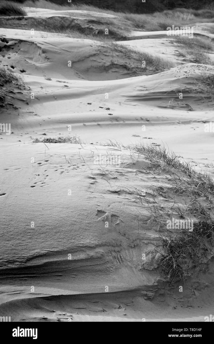 Schwarzweiß: Schwarzweiß-Bild von Andreas wachsendes Gras im Wind gemeißelte feiner Sand, llanmadoc Strand, Halbinsel Gower, Wales, UK. Stockfoto