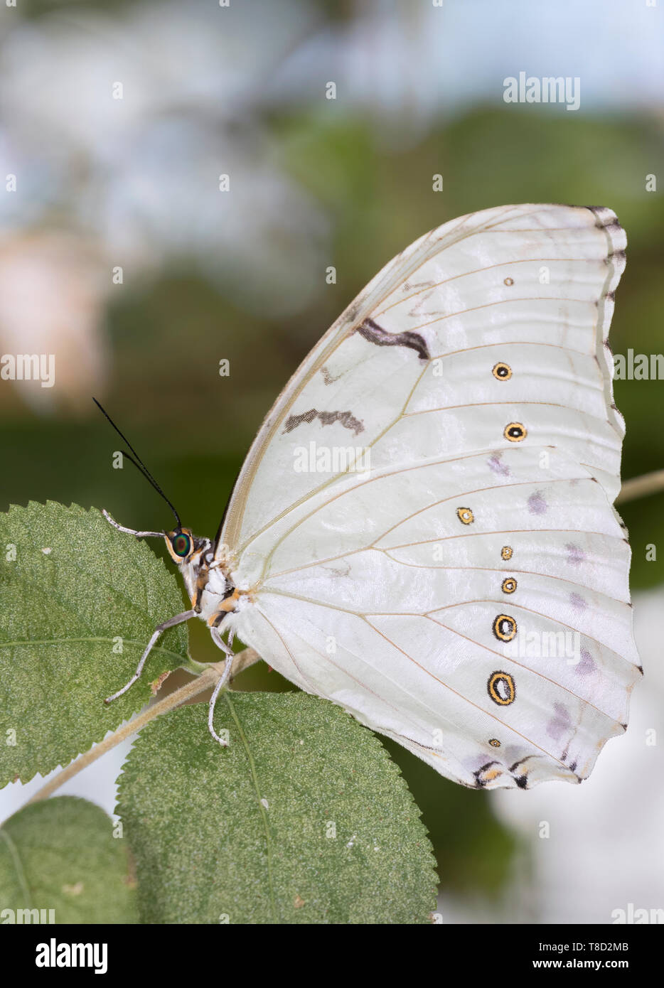 Weiß morpho (Morpho Polyphemus) Schmetterling Stockfoto