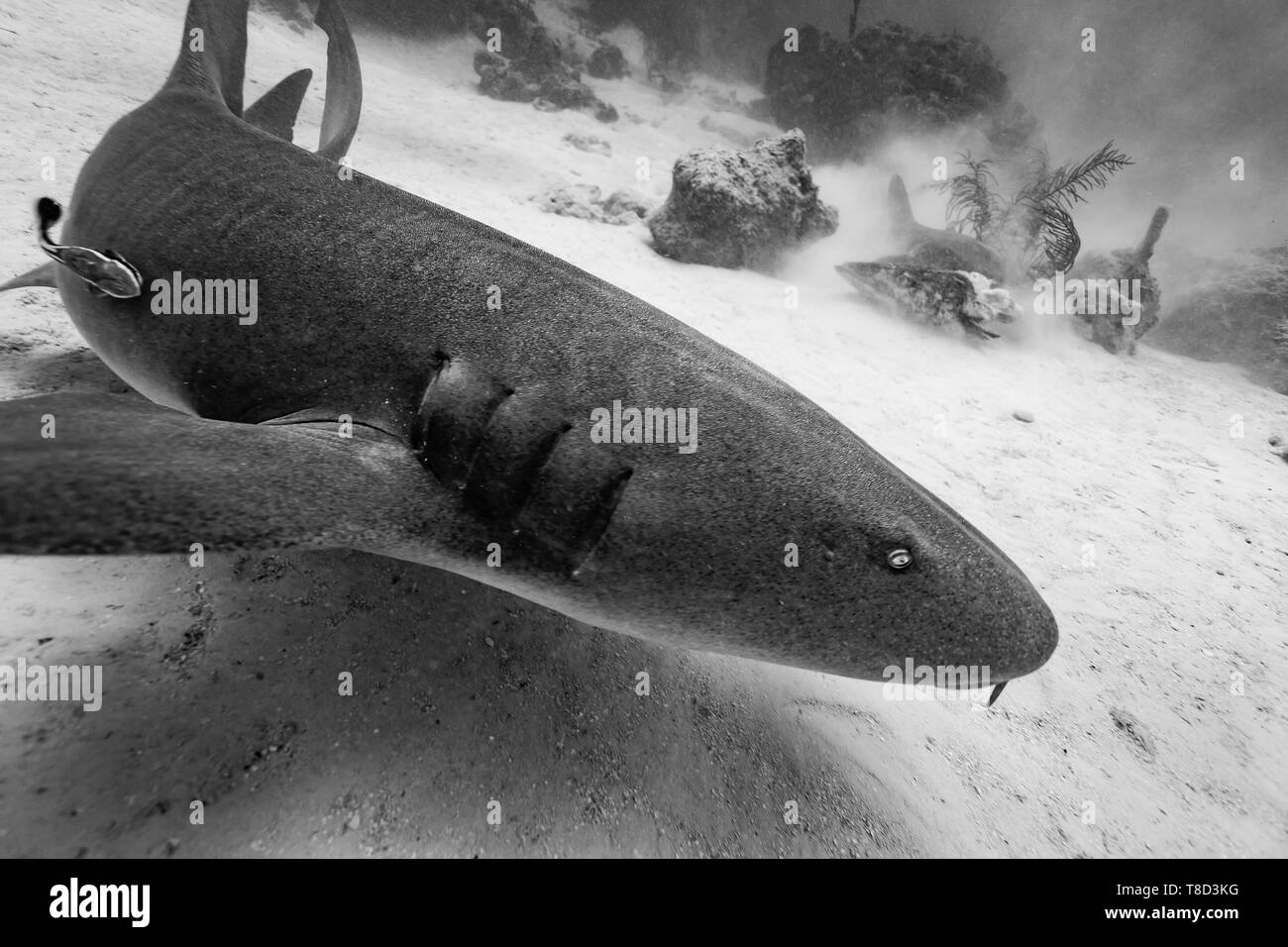 Schwarz-weiß Foto von Braun Ammenhai Ginglymostoma cirratum, schwebt über Stock von Reef Stockfoto