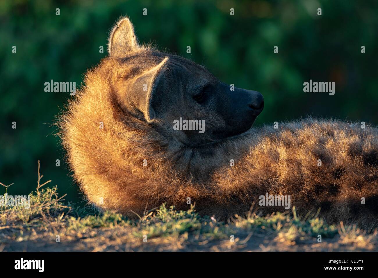 Kenia, Masai Mara Game Reserve, Tüpfelhyäne (Crocuta crocuta), Junge an der Höhle in der Morgendämmerung Stockfoto