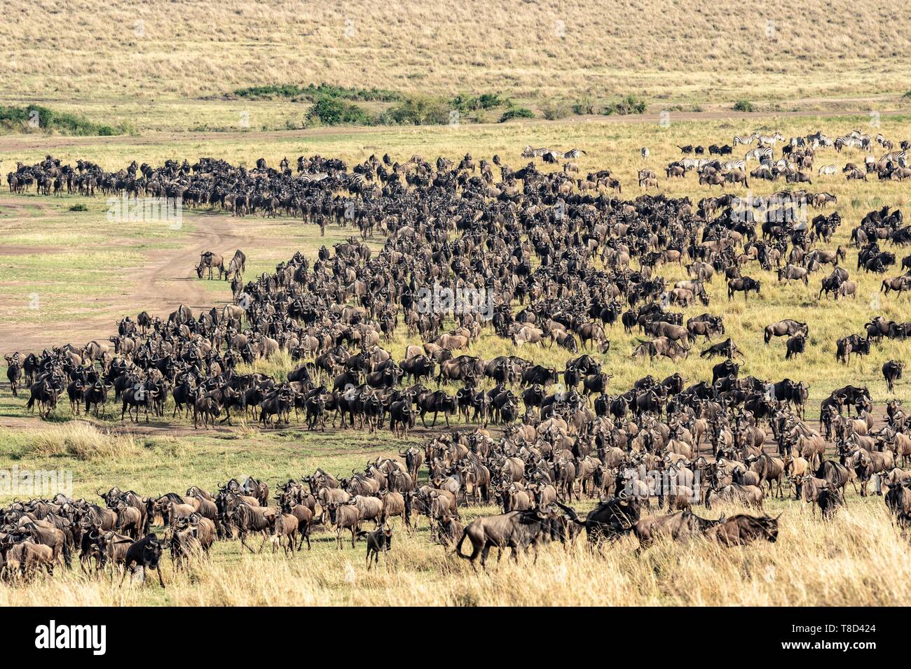 Kenia, Masai Mara, Gnus (connochaetes Taurinus), Migration Herde Stockfoto