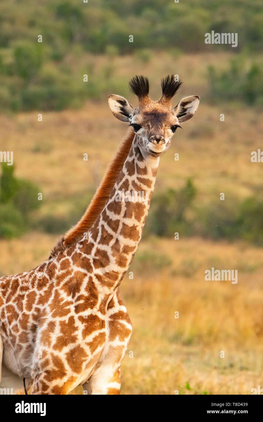 Kenia, Masai Mara Game Reserve, masai Giraffe (Giraffa tippelskirchi), in der Nähe eines Jungen ein Stockfoto