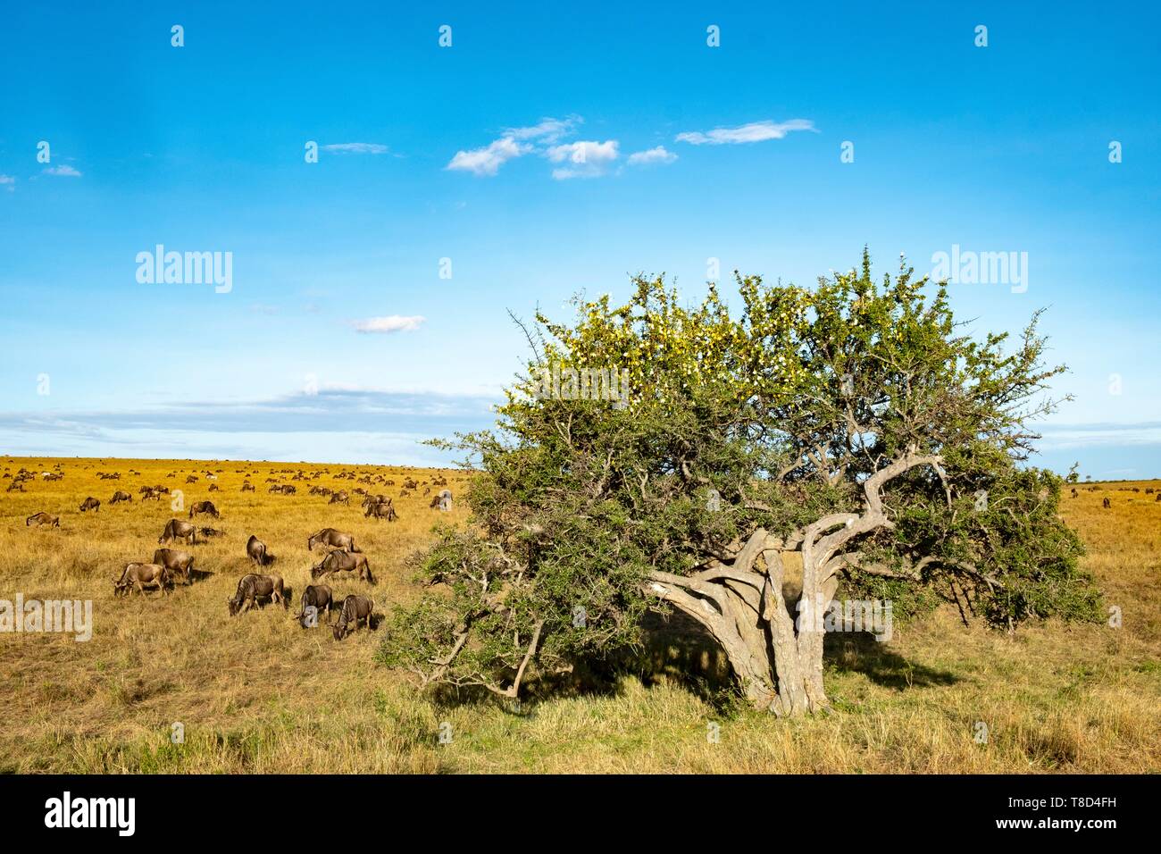 Kenia, Masai Mara, gardenia Baum in Blüte und Gnus Weiden Stockfoto