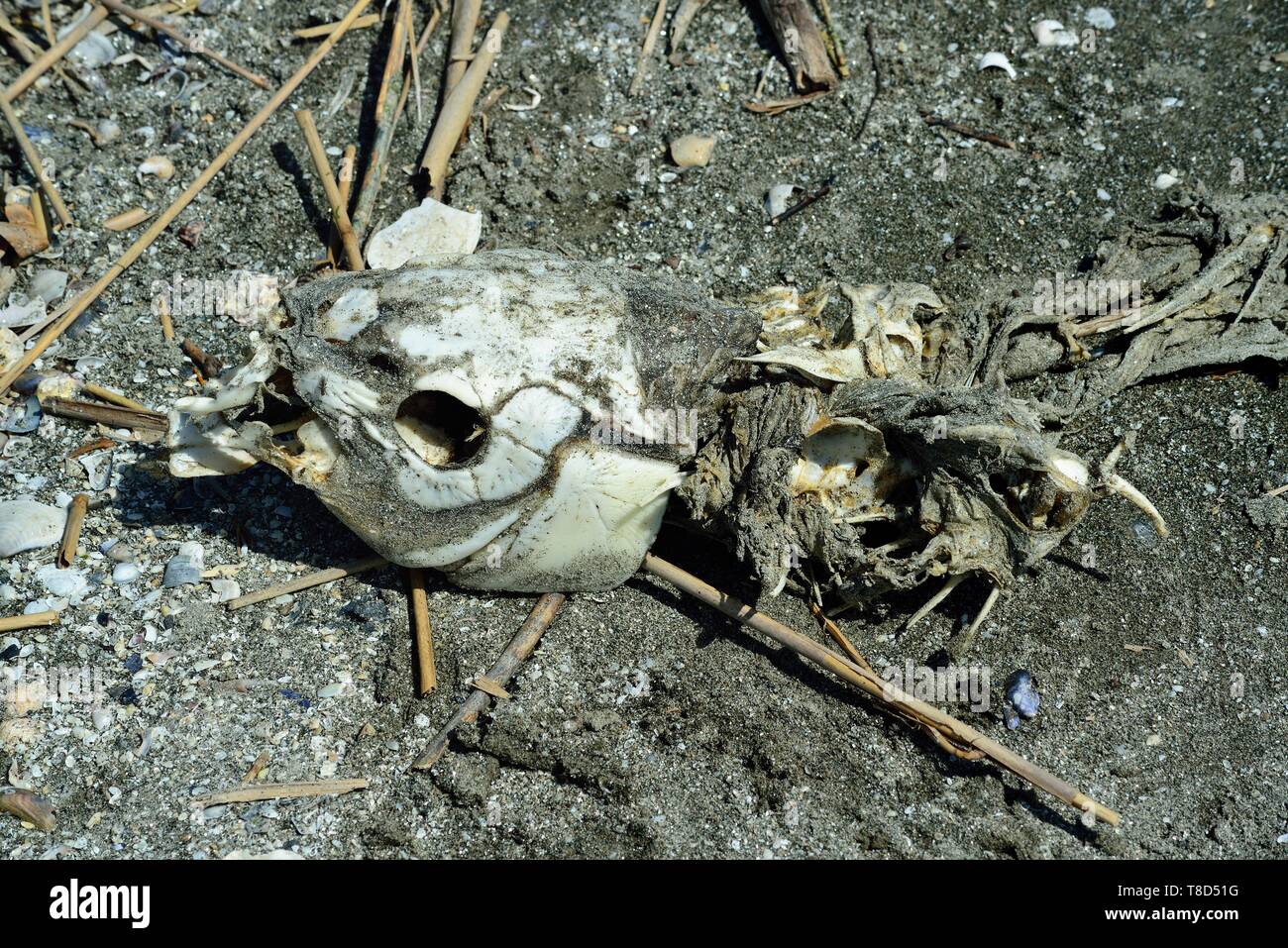 Italien, Adria. Ein Skelett eines Sea Turtle auf Muscheln Strand in der Nähe des Po Deltas. Stockfoto