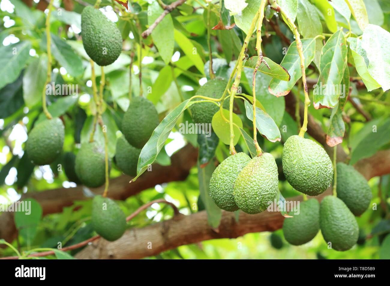 Spanien, Kanarische Inseln, Teneriffa, Provinz Santa Cruz de Tenerife, La Orotava, Agro Rinc¾n, Avocado (Persea americana) Stockfoto