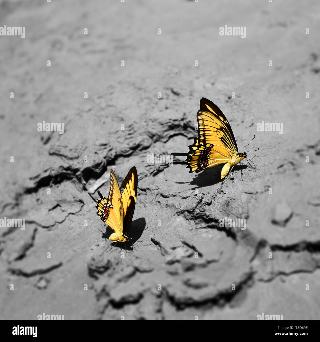 Zwei helle gelbe Schmetterlinge auf grau Schlamm Stockfoto
