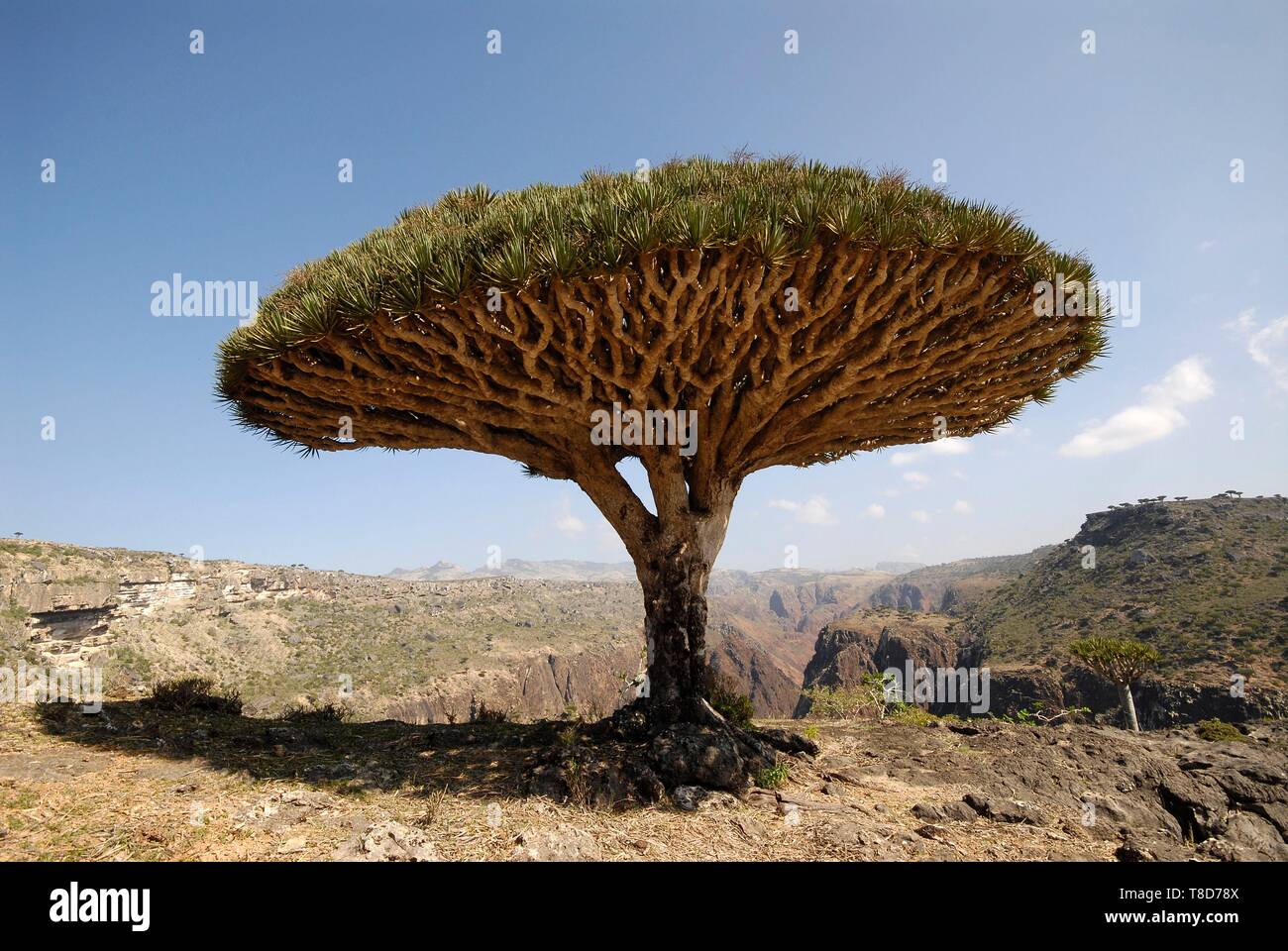 Jemen Sokotra Governatorat, Sokotra Insel, ein UNESCO Weltkulturerbe,  Dicksam, Wald von sokotra Drachenbaum (Dracaena cinnabari), endemische  Arten Stockfotografie - Alamy