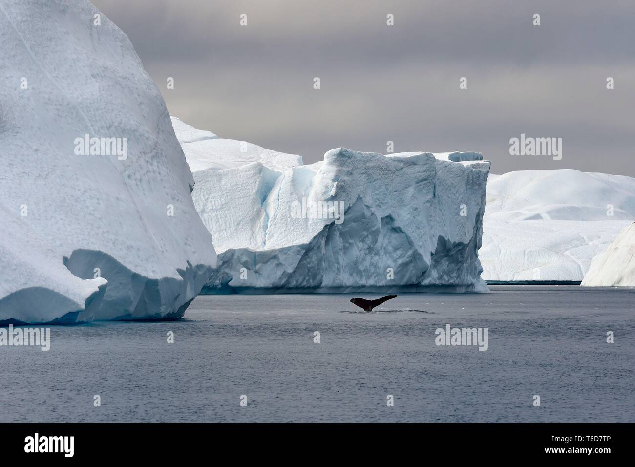 Grönland, Westküste, Diskobucht, Ilulissat Icefjord als Weltkulturerbe von der UNESCO, ist der Mund der Gletscher Sermeq Kujalleq, Schwanz einer tauchen Buckelwal (Megaptera novaeangliae) vor einem Eisberg aufgeführt Stockfoto