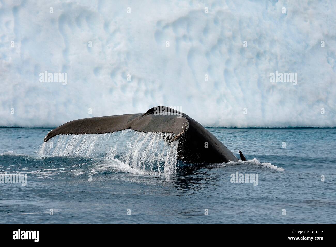 Grönland, Westküste, Diskobucht, Ilulissat Icefjord als Weltkulturerbe von der UNESCO, ist der Mund der Gletscher Sermeq Kujalleq, Schwanz einer tauchen Buckelwal (Megaptera novaeangliae) vor einem Eisberg aufgeführt Stockfoto