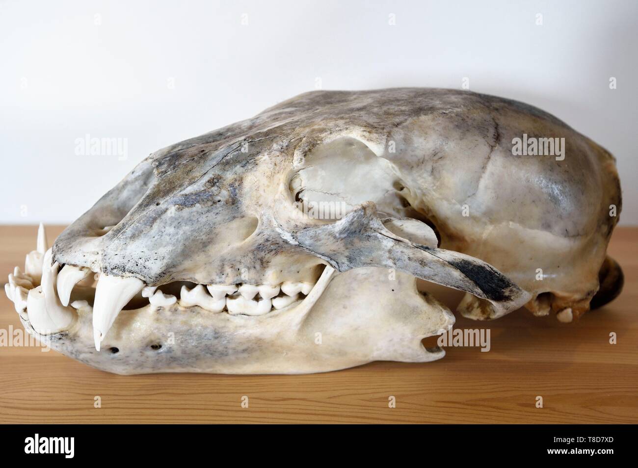 Grönland, Westküste, Baffin Bay, Upernavik, das Museum, bear Skull Stockfoto