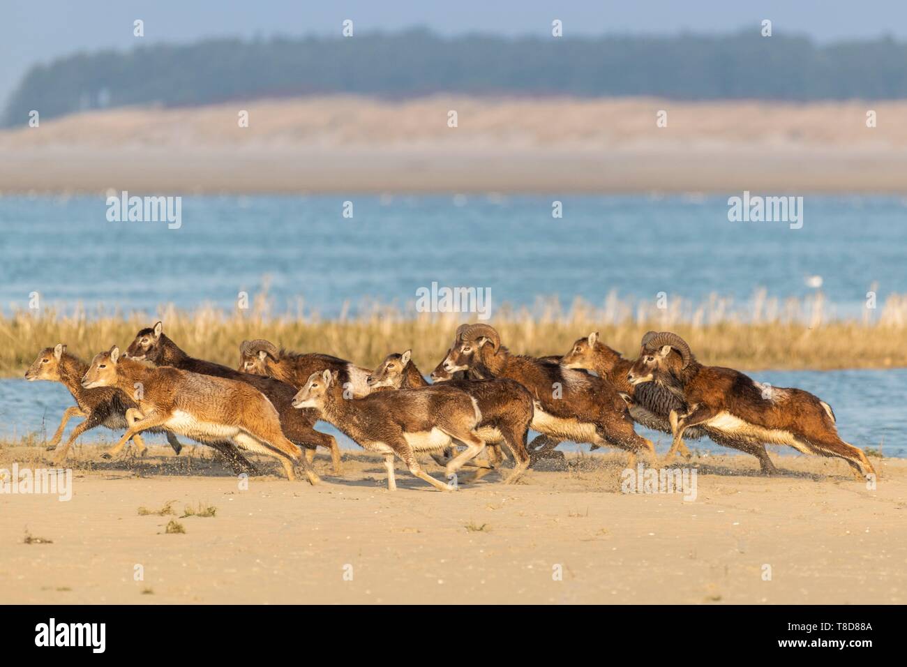 Frankreich, Somme, Bucht der Somme, Naturpark der Bucht der Somme, Le Crotoy, Mufflons (korsische Mufflons, Ovis orientalis Musimon), Zuflucht in den Naturpark in der Bucht der Somme Ein Tag der Jagd gefunden, der Mufflons wurden in den 1980er Jahren für die Jagd und eco Beweidung in einem privaten Bereich in der Nähe der finden Stockfoto