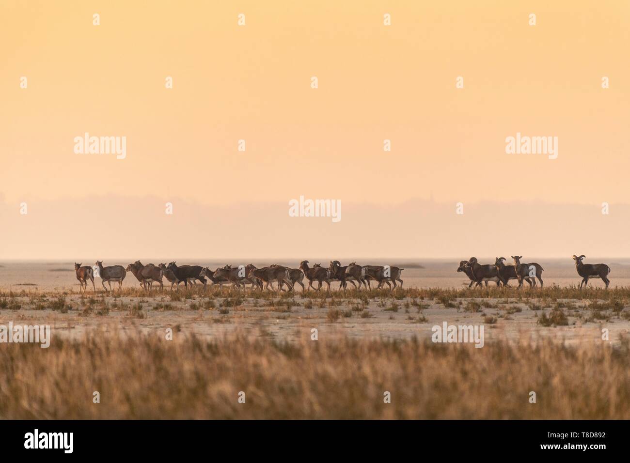 Frankreich, Somme, Bucht der Somme, Naturpark der Bucht der Somme, Le Crotoy, Mufflons (korsische Mufflons, Ovis orientalis Musimon), Zuflucht in den Naturpark in der Bucht der Somme Ein Tag der Jagd gefunden, der Mufflons wurden in den 1980er Jahren für die Jagd und eco Beweidung in einem privaten Bereich in der Nähe der finden Stockfoto