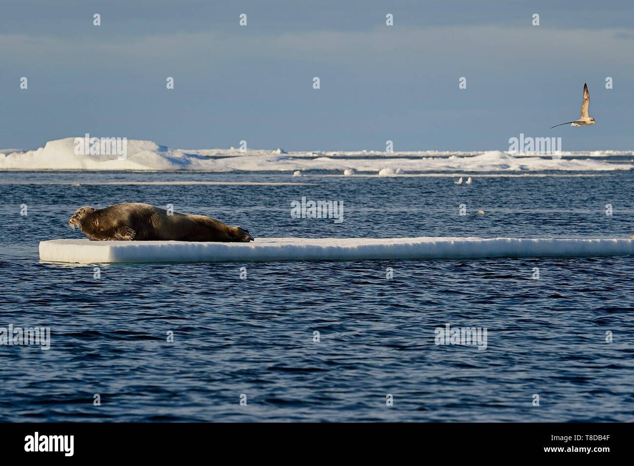 Grönland, Nordwestküste, Smith Sound im Norden von Baffin Bay, bärtigen Dichtung (Erignathus Barbatus), die auf ein defektes Stück des Arktischen Meereises Stockfoto