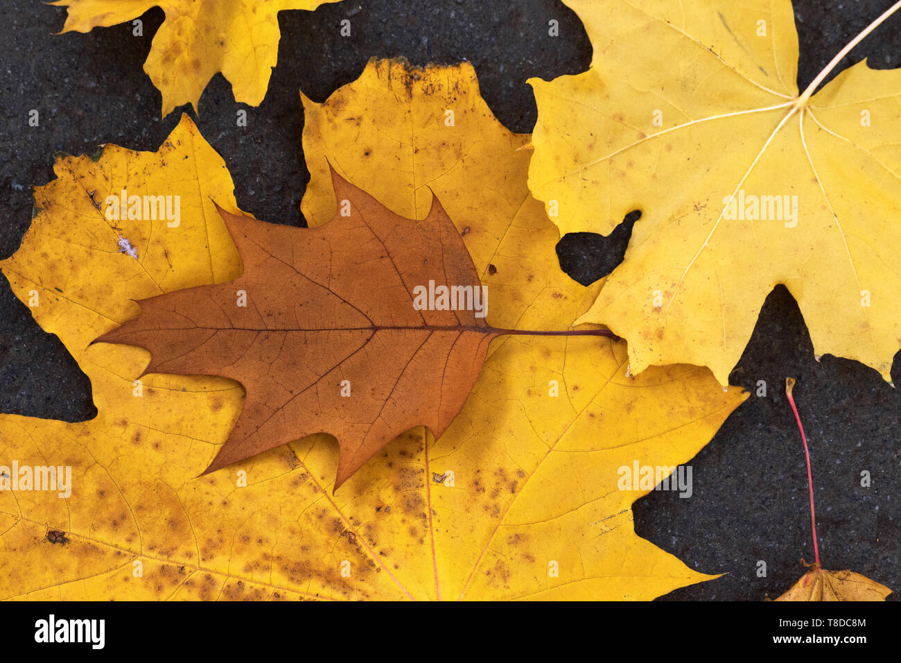 Herbst trocken Braun und Gelb Ahornblätter auf Asphalt. Nahansicht von oben. Stockfoto