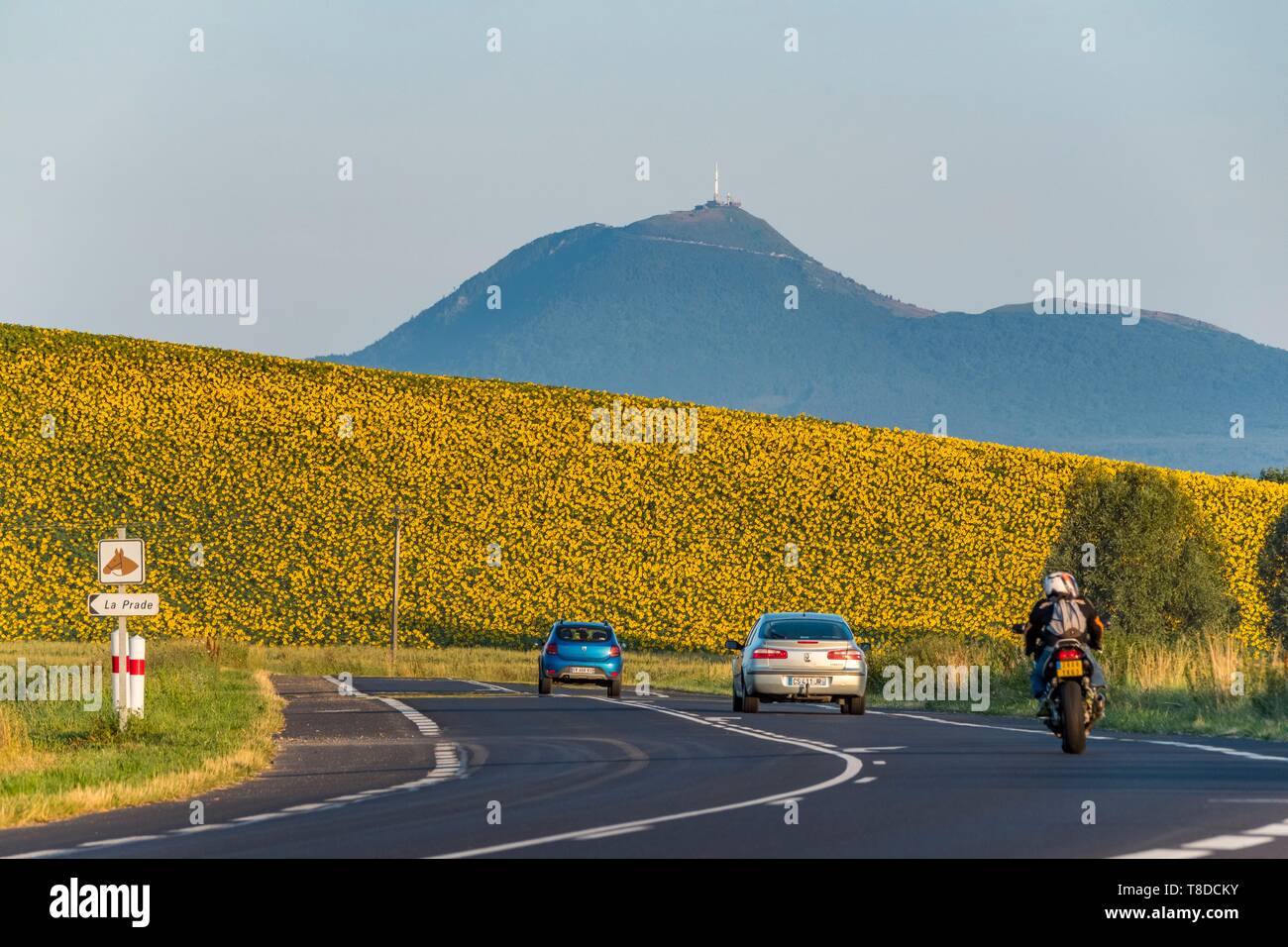 Frankreich, Puy de Dome, Sonnenblumen Feld in der Nähe von Issoire, Chaîne des Puys, Bereich als Weltkulturerbe der UNESCO, Regionaler Naturpark der Vulkane der Auvergne Stockfoto