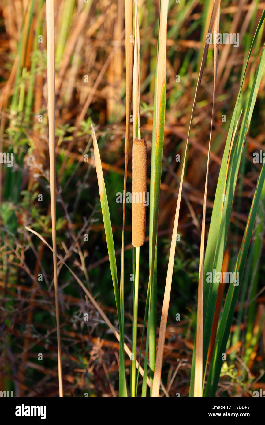 Cattails in einem Süßwasser-Sumpf Stockfoto