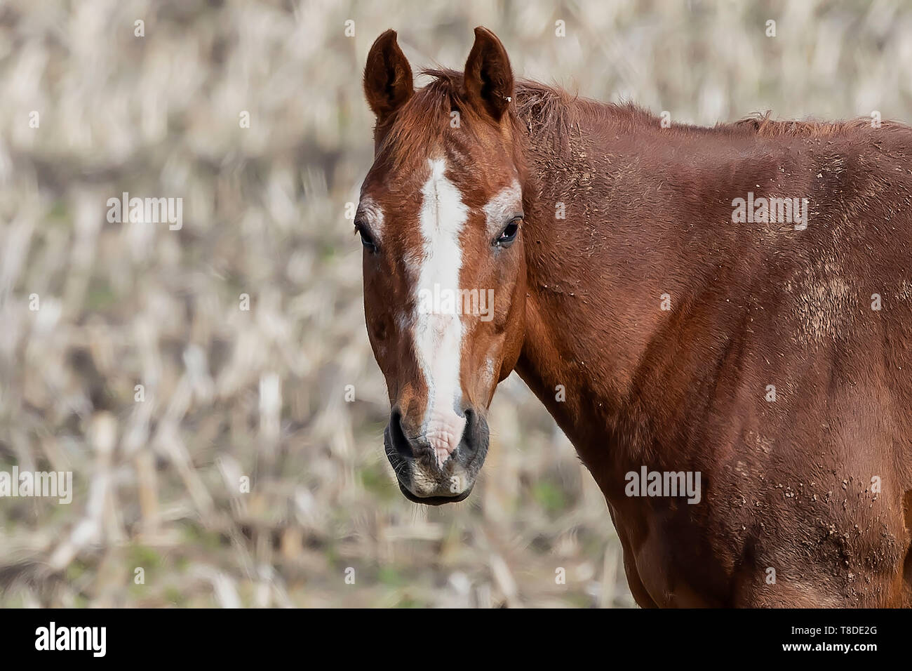 Pferde im Feld, Central Wisconsin Stockfoto