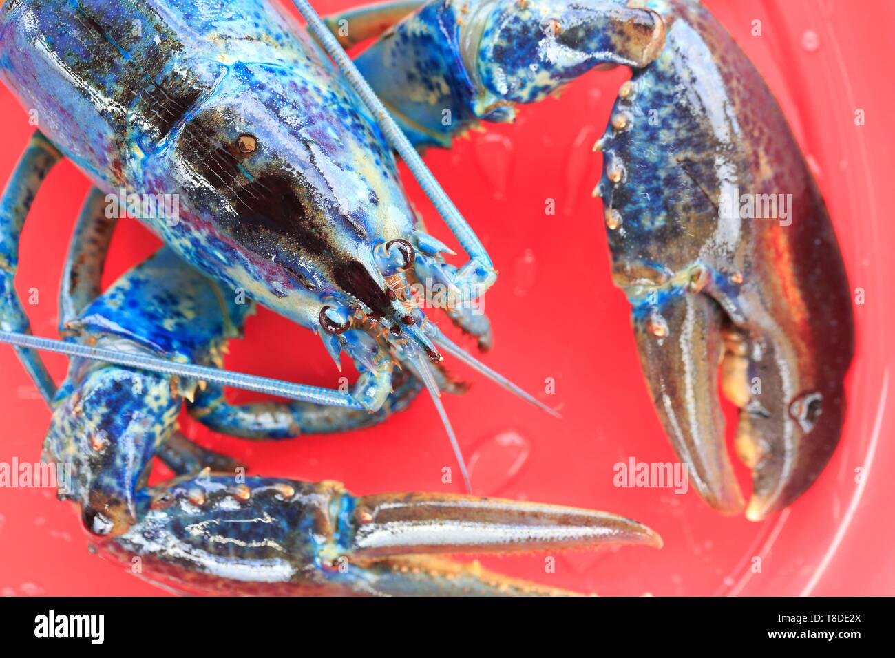 Kanada, New Brunswick, Acadie, Miscou, Rückkehr der Hummer Fischerei, blaue Hummer (Homarus americanus) durch eine genetische Mutation Stockfoto
