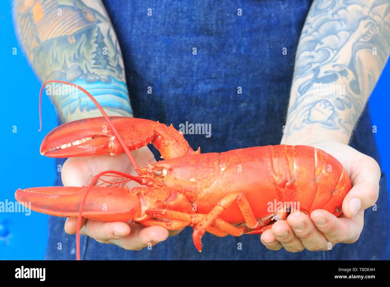 Kanada, New Brunswick, Acadie, Moncton, wenig Louis Restaurant, Präsentation von Hummer Stockfoto