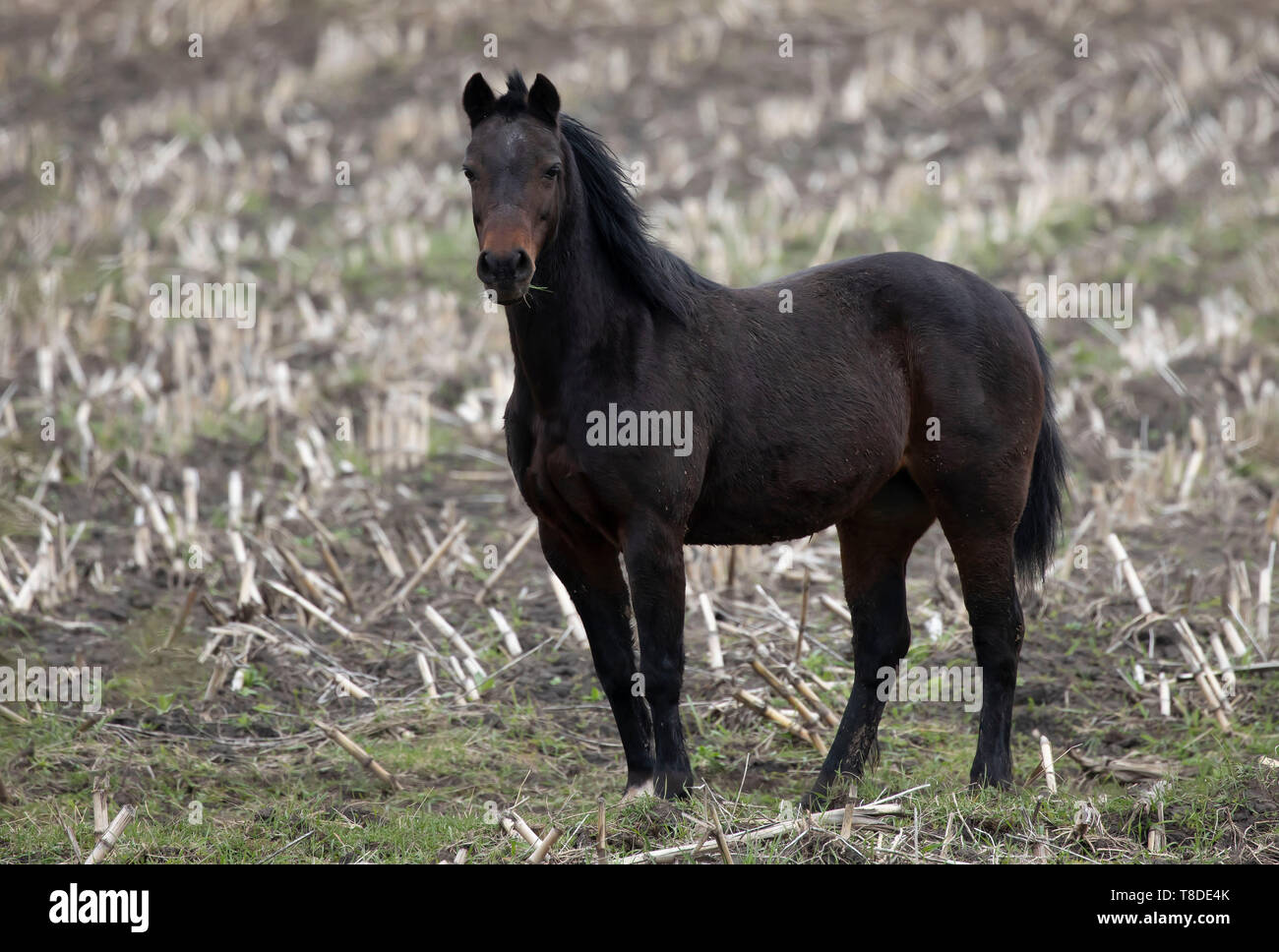 Pferde im Feld, Central Wisconsin Stockfoto
