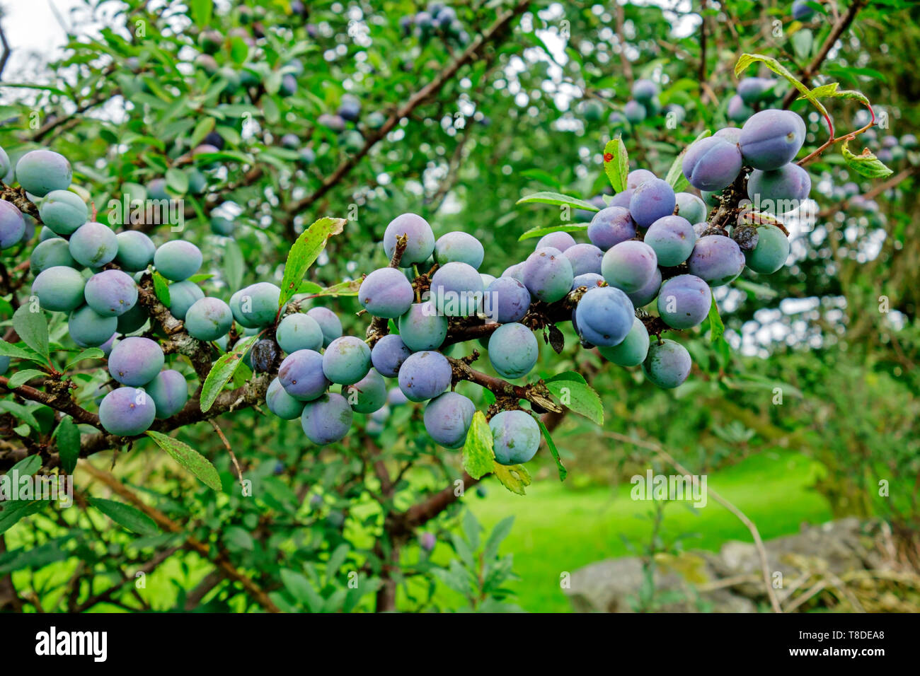 Schlehe Schlehe oder Reifung auf Blackthorn bush (Prunus spinosa). Stockfoto