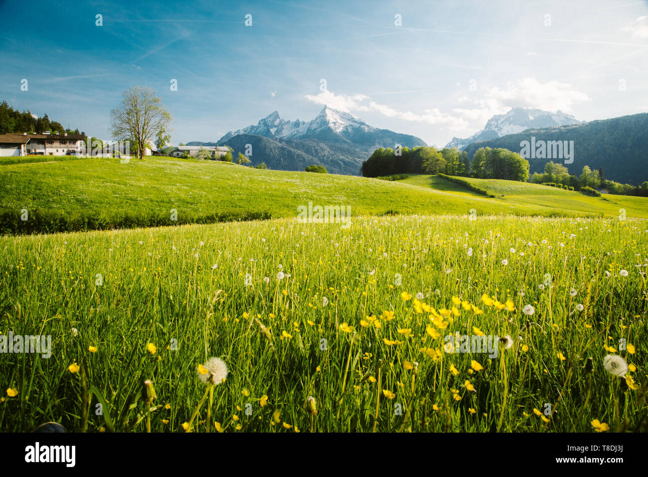 Schöne Aussicht auf die idyllische Bergkulisse der Alpen mit blühenden Wiesen und schneebedeckten Berggipfel an einem schönen sonnigen Tag mit blauem Himmel im Frühjahr Stockfoto