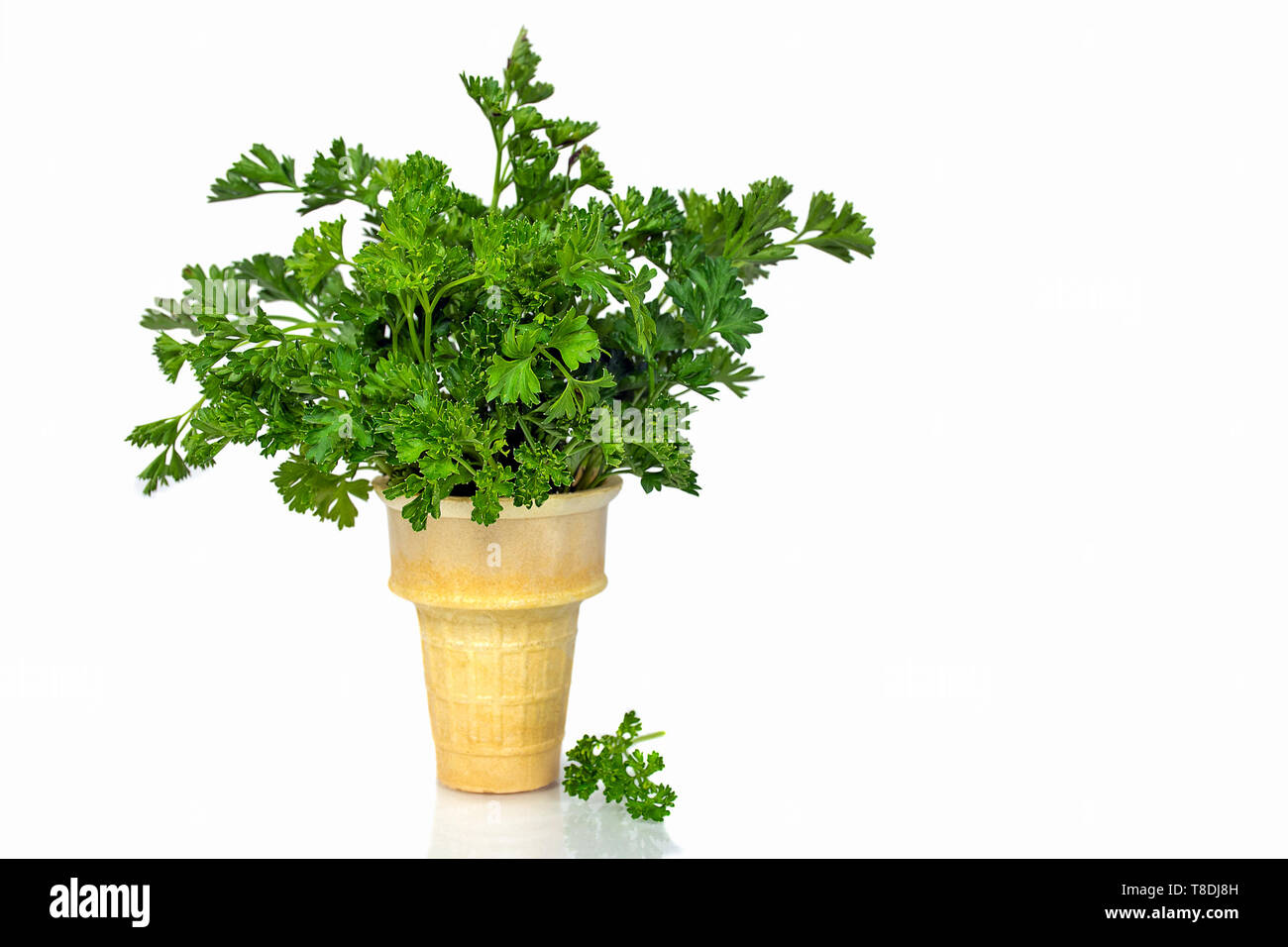 Frische Petersilie Bündel in Eis isoliert auf weißem Stockfoto