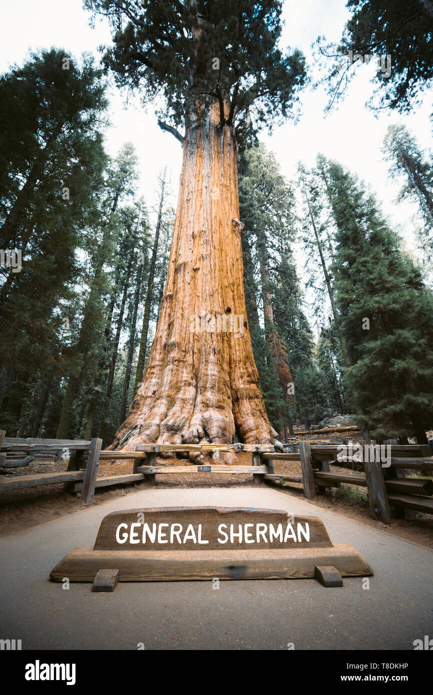 Malerischer Blick auf berühmte General Sherman Baum, Volumen der weltweit grössten bekannten Living single - Stammbaum, Sequoia National Park, Kalifornien, USA Stockfoto