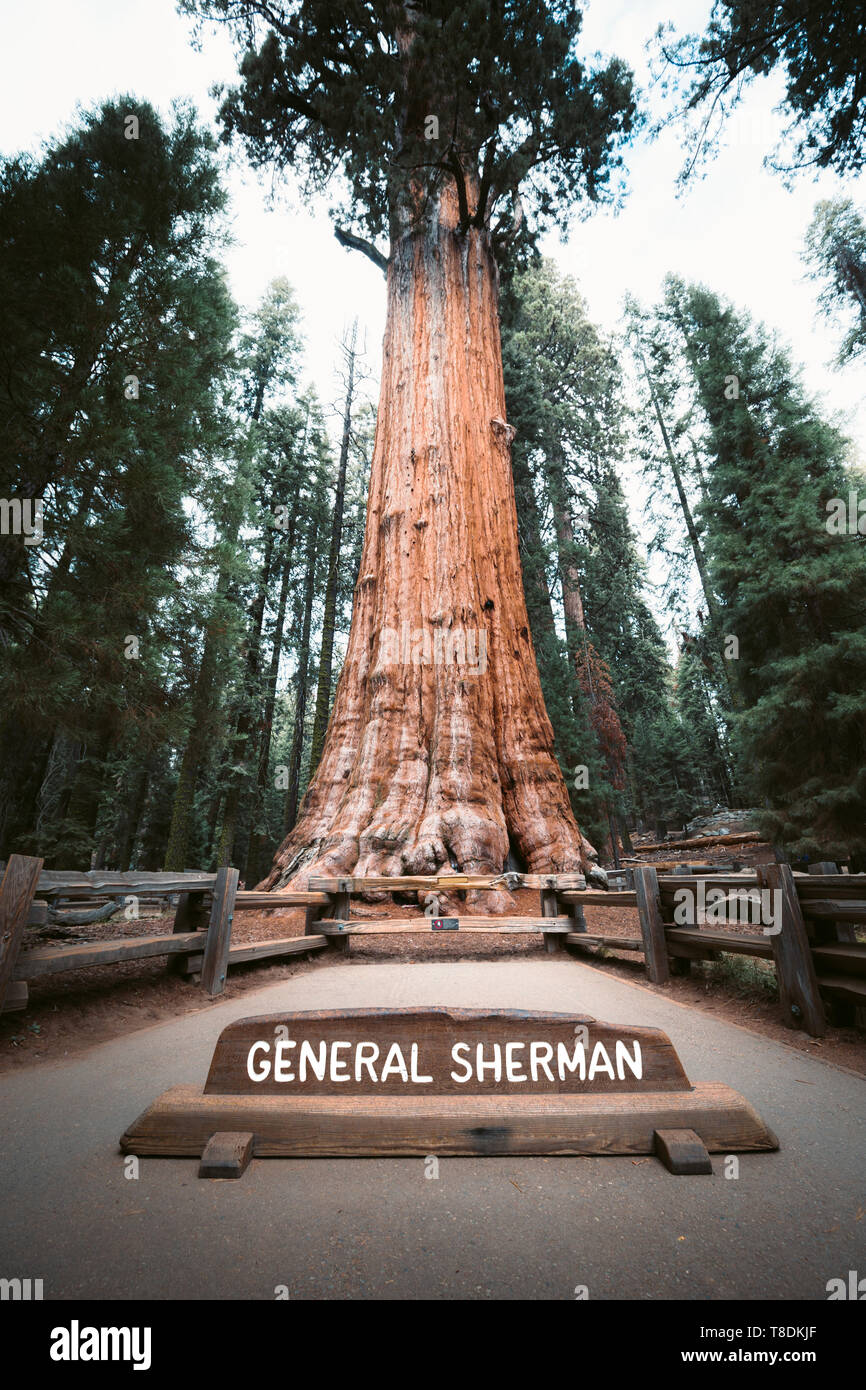 Malerischer Blick auf berühmte General Sherman Baum, Volumen der weltweit grössten bekannten Living single - Stammbaum, Sequoia National Park, Kalifornien, USA Stockfoto