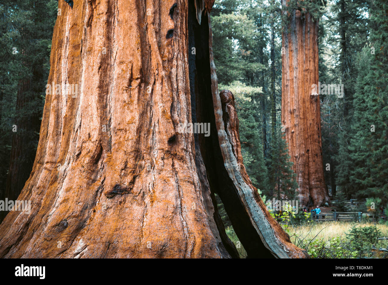 Malerischer Blick auf berühmte gigantischen Sequoia Bäumen, auch als riesigen redwoods oder Sierra Redwoods bekannt, an einem schönen sonnigen Tag mit grünen Wiesen im Sommer, Se Stockfoto
