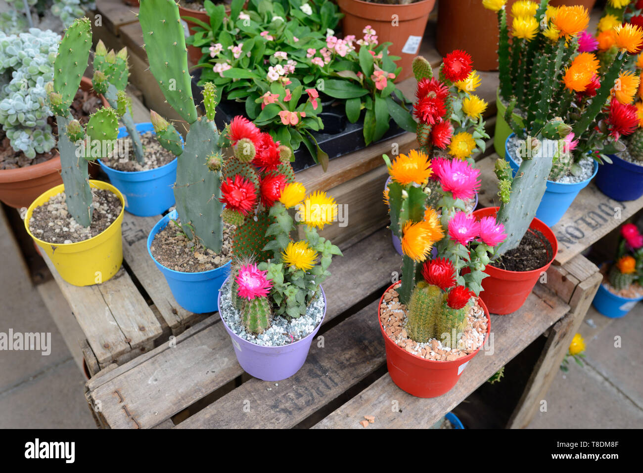 Bunte Anzeige der bunt blühende Kakteen, Kaktus oder Kakteen zum Verkauf in Garten Center Stockfoto