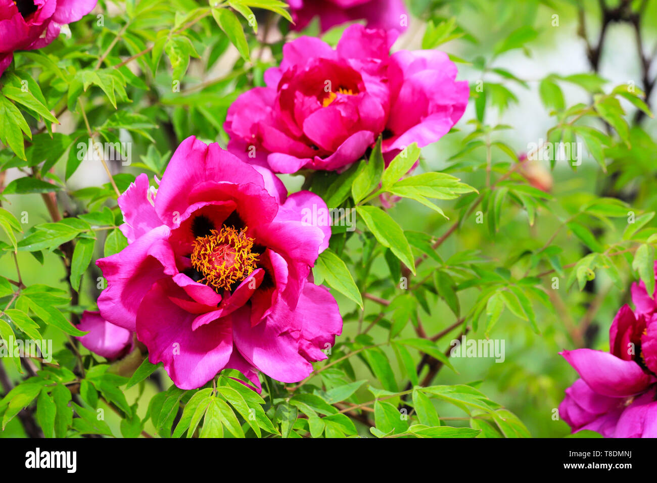 Schöne rosa Pfingstrosen blühte auf den Zweigen der Bush im Frühjahr. Blühende Blumen im Sommer im Garten Stockfoto