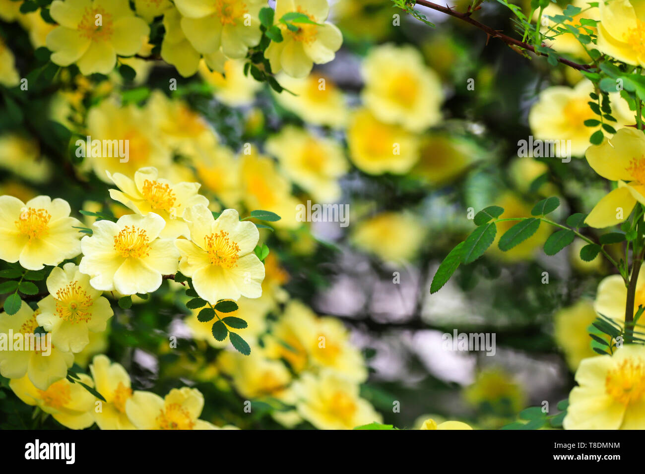 Schönen gelben Blumen blühten auf den Zweigen der Bush im Frühjahr. Blooming Tree im Sommer Stockfoto