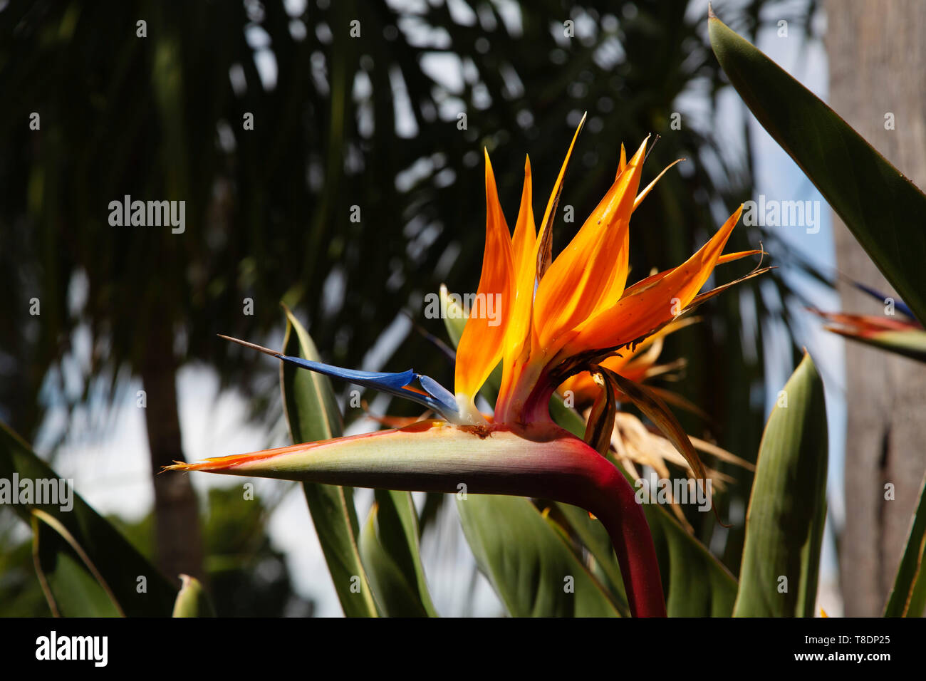 Bird of paradise flower in einem Garten. Strelitzia reginae. Provinz Malaga an der Costa del Sol. Andalusien, Süd Spanien Europa Stockfoto