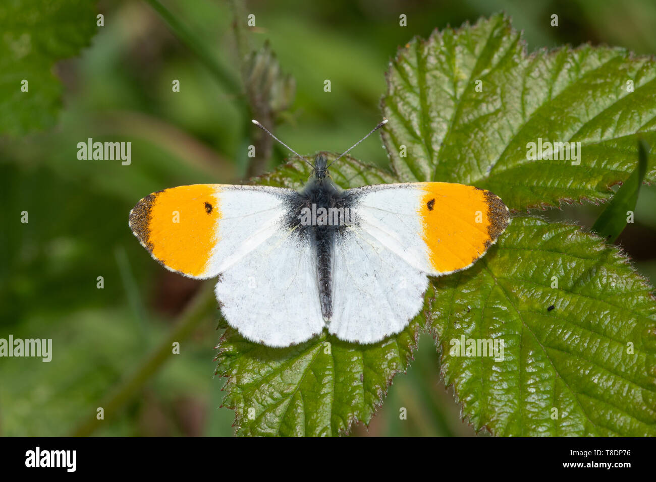 Orange tip Schmetterling (Anthocharis Cardamines, orange-Tip), männlich Schmetterling mit offenen Flügeln am Dornbusch Blätter, Großbritannien Stockfoto