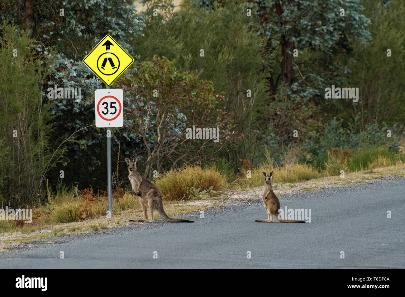 Macropus giganteus - Eastern Grey Kangaroo in Tasmanien in Australien, Maria Island, Tasmanien, überqueren Sie die Straße mit Kind unter traffic sign. Stockfoto