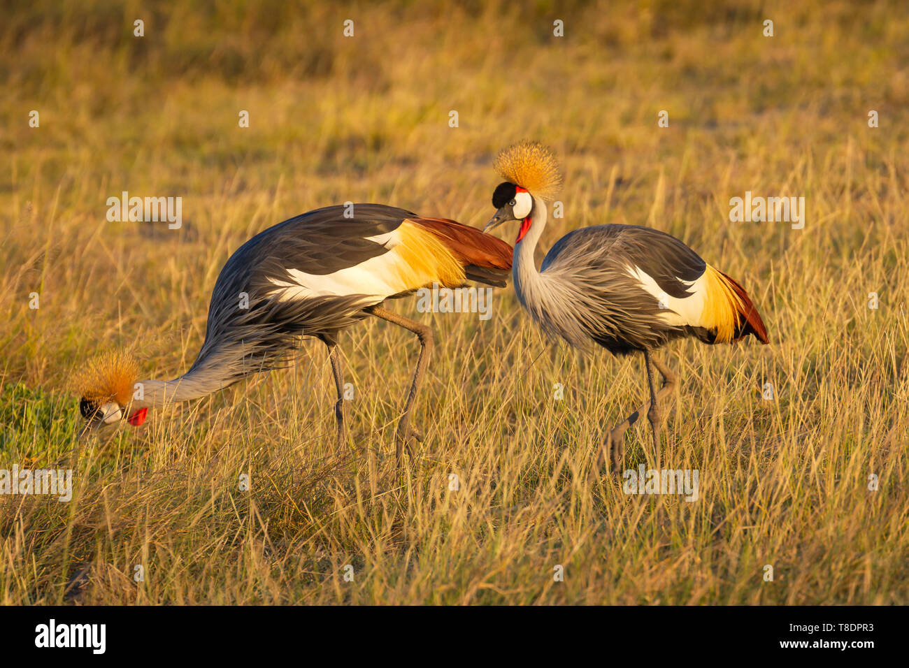 Zwei Graue gekrönt Grau - Kran vogel Balearica regulorum gekrönt Familie der Kraniche Amboseli National Park Kenia Ostafrika Stockfoto